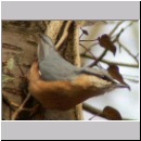 Sitta europaea - Kleiber 06.jpg